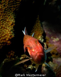 Big Eye - Image taken in Puerto Rico with a Nikonos RS, 5... by Mark Westermeier 